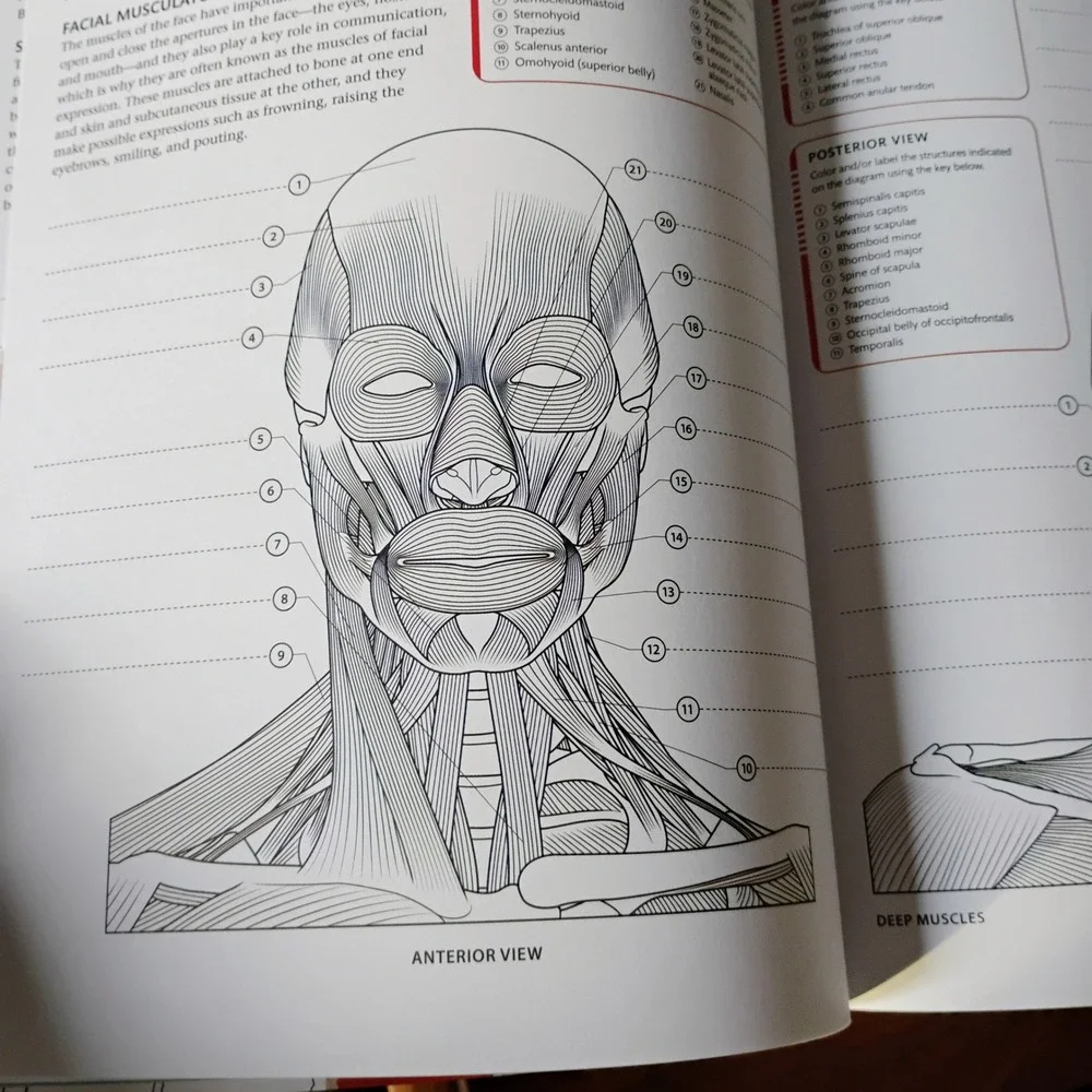 The Human Body Coloring Book The Ultimate Anatomy Study Guide‎ DK